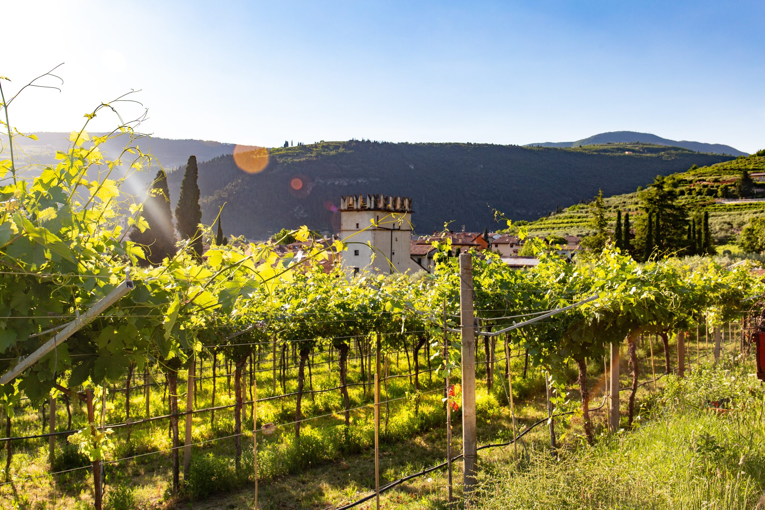 wine basics: a vineyard